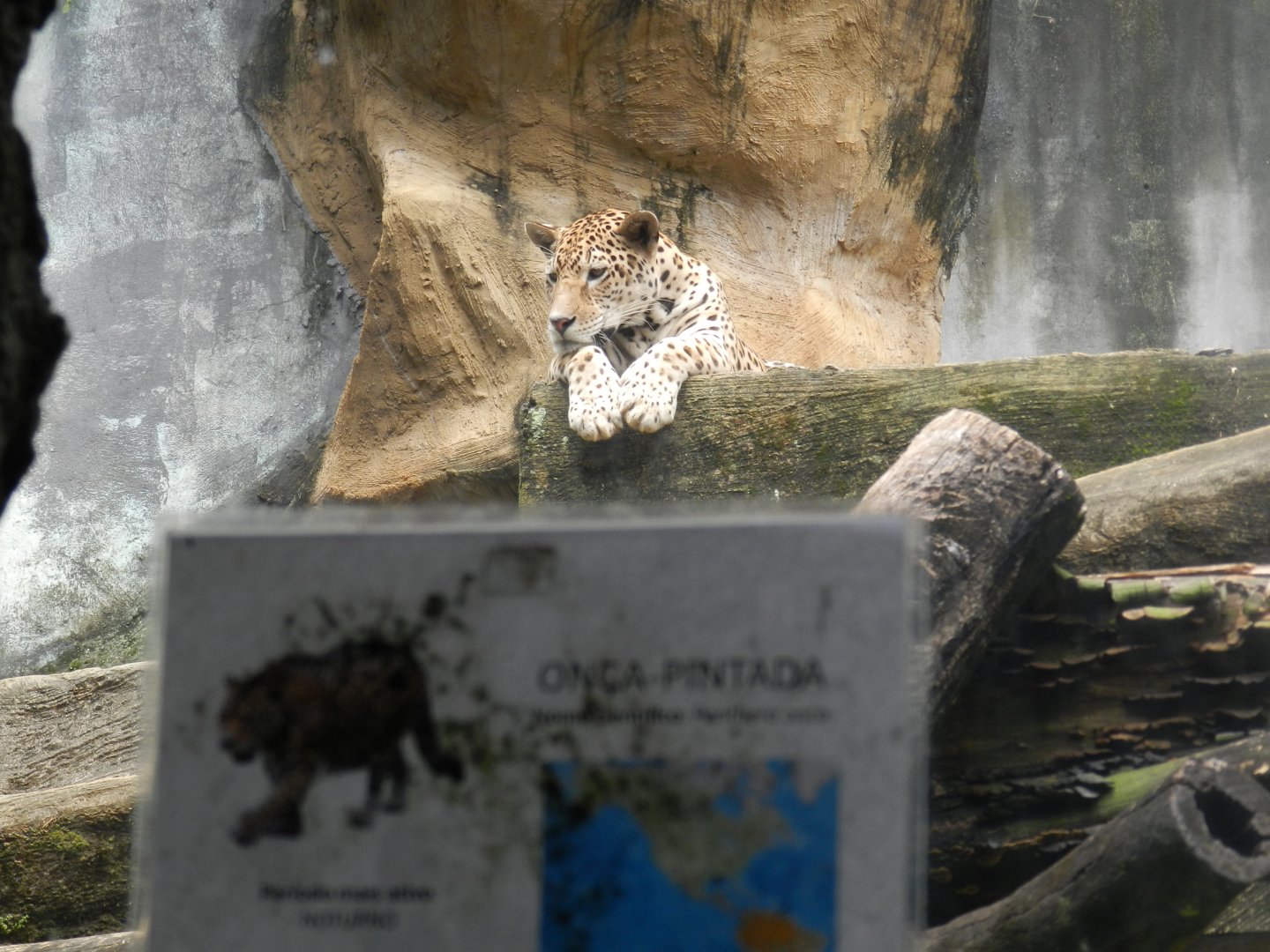 Jaguar - Salvador zoo (PZGV)