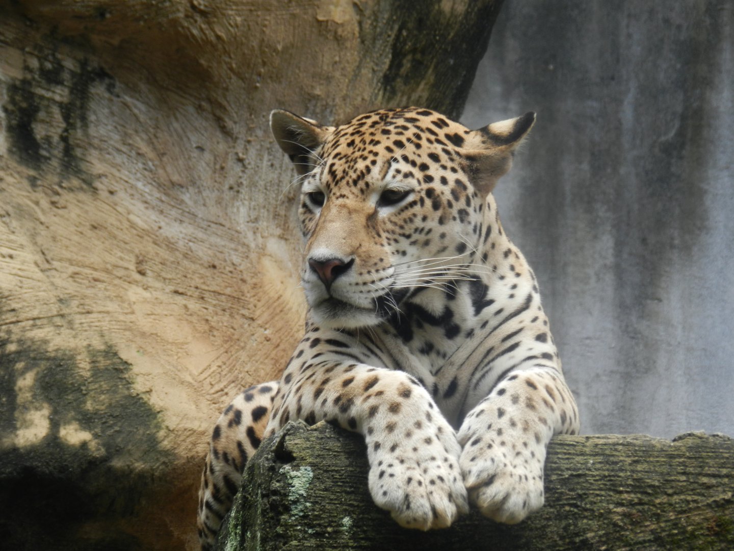 Jaguar - Salvador zoo (PZGV)