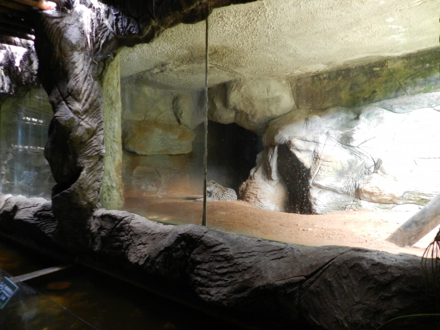 Jaguar - Salvador zoo (PZGV)