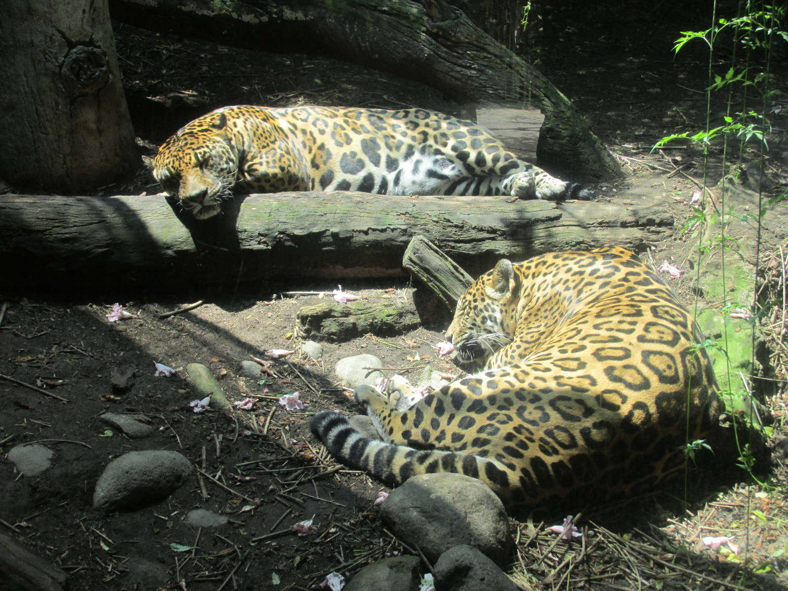 jaguar san juan de aragon zoo