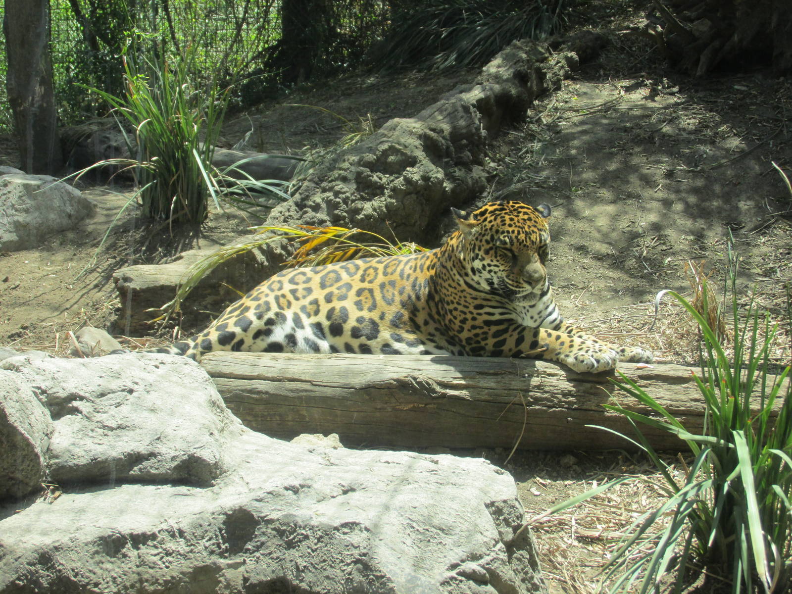 jaguar san juan de aragon zoo