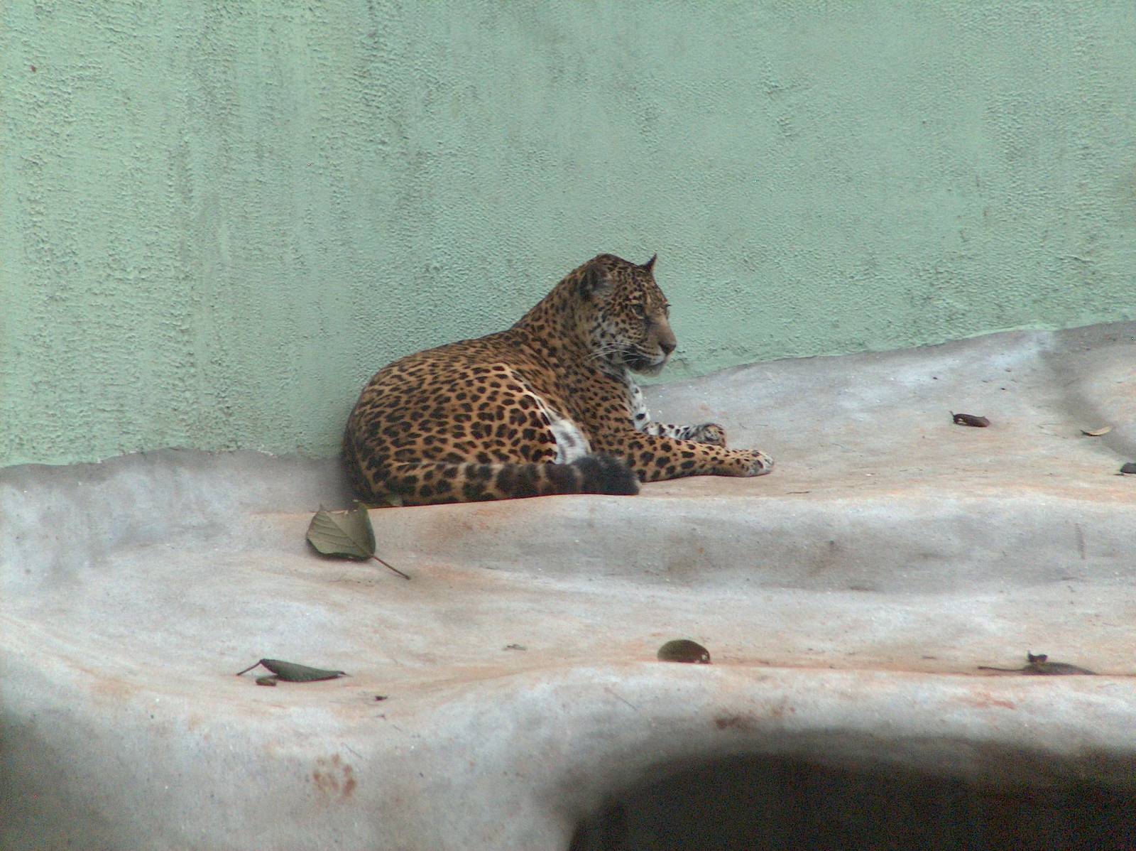 jaguar sao paulo zoo 2009