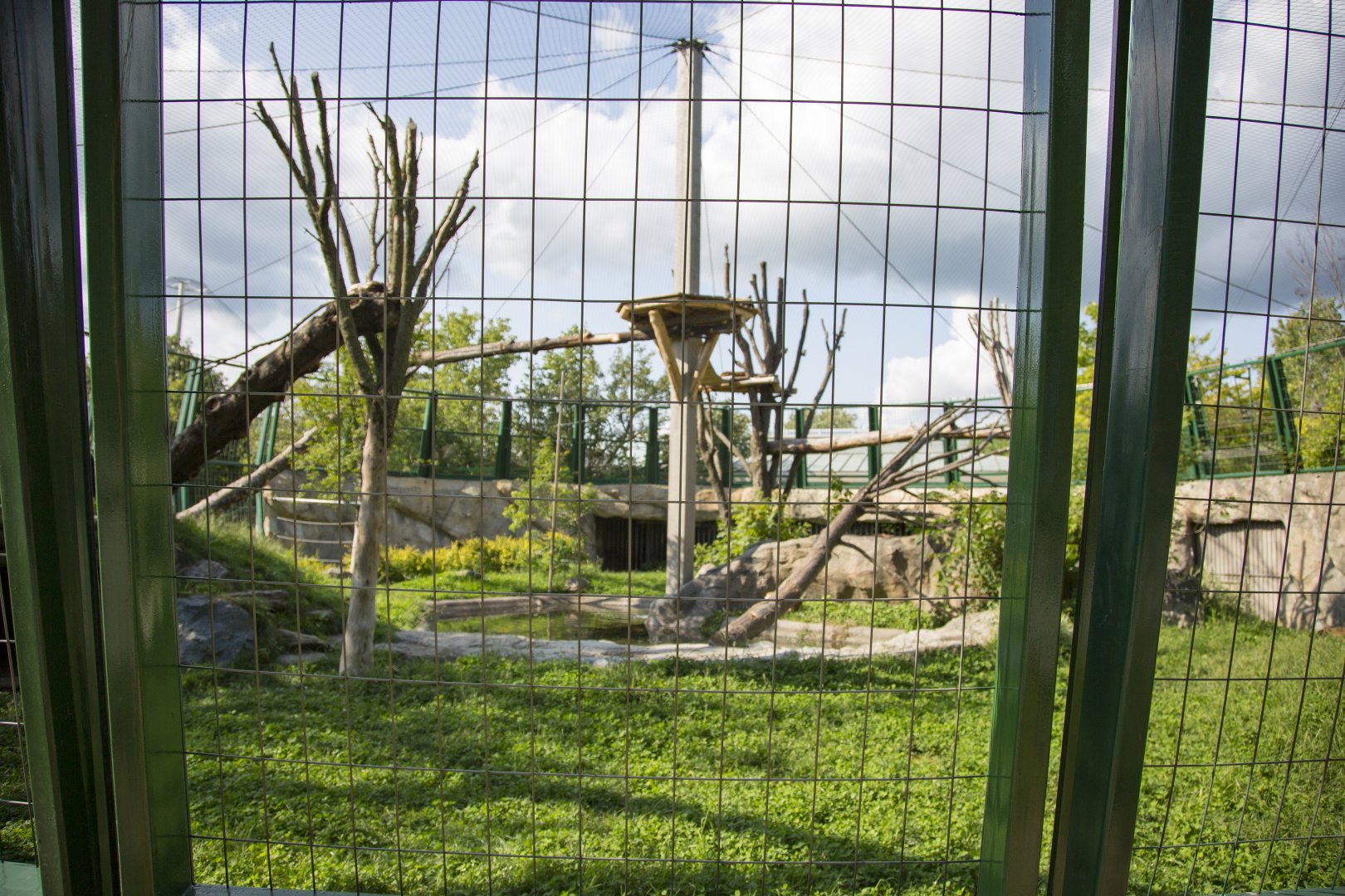 Jaguar - Second Outdoor Yard