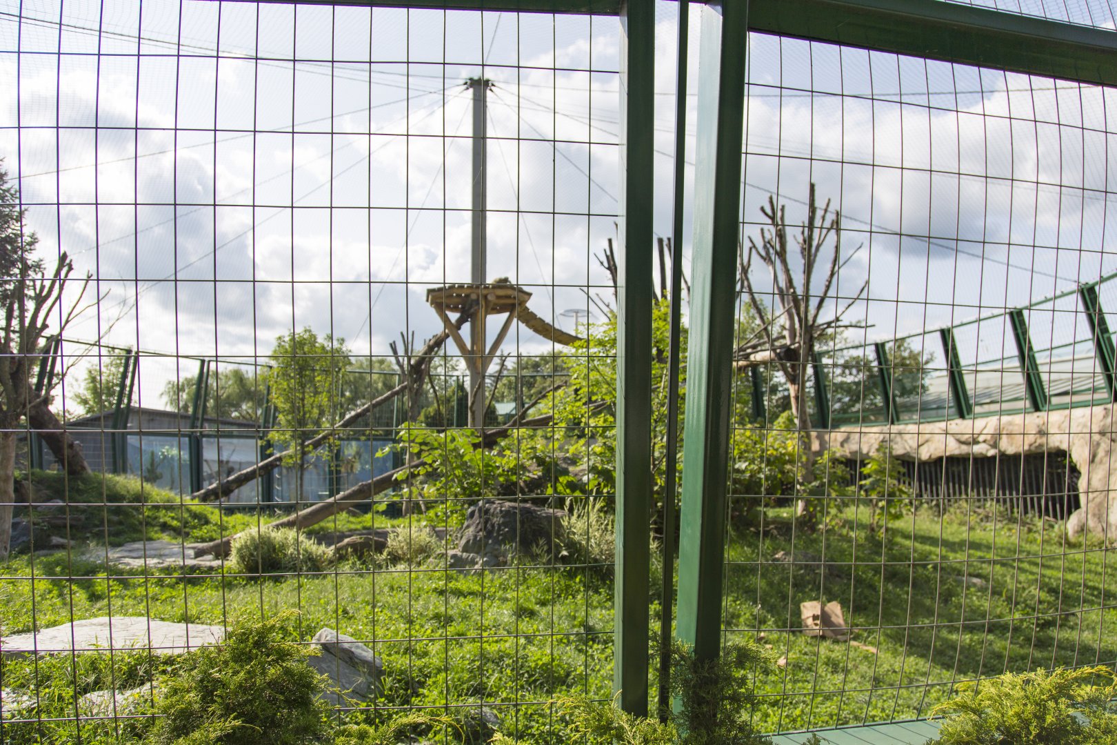 Jaguar - Second Outdoor Yard