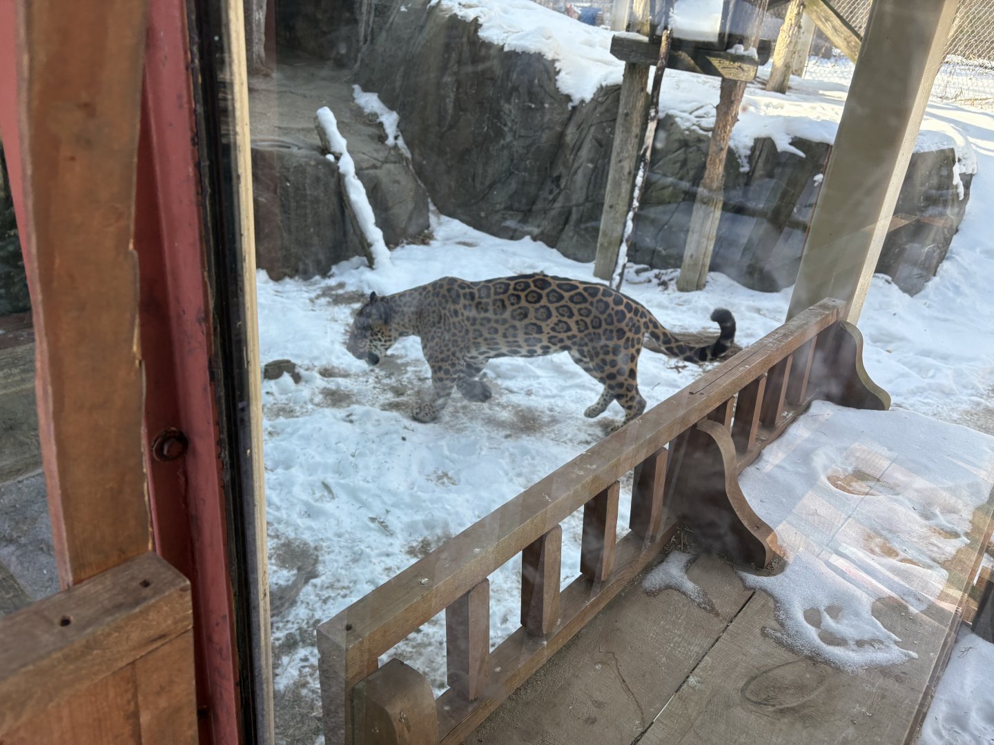 Jaguar - Seen January 26, 2025