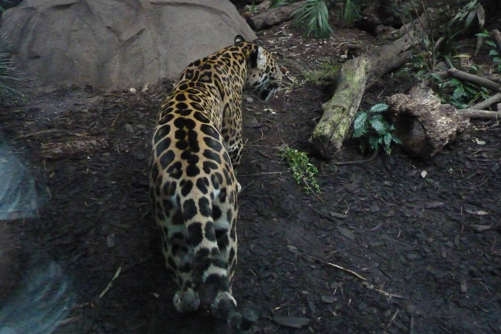 Jaguar, September 2016