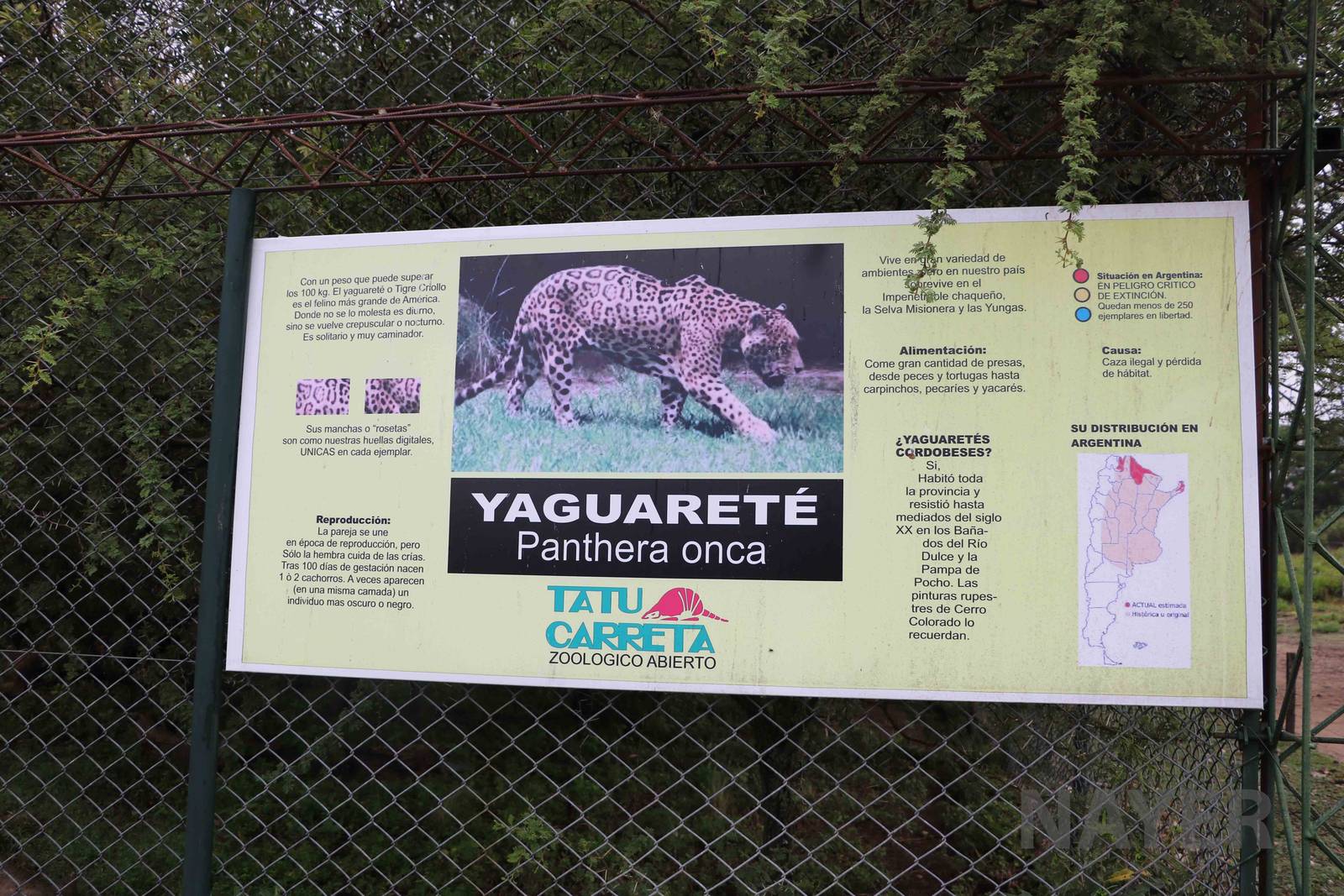 Jaguar sign - Tatu Carreta, April 2016.