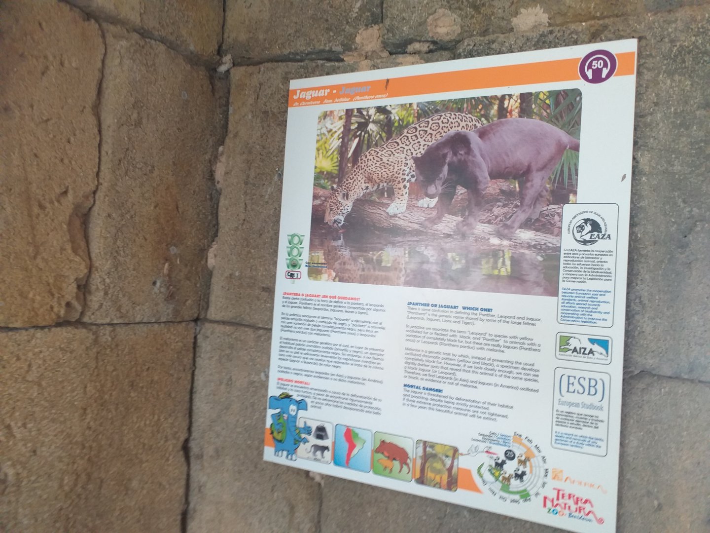 Jaguar sign -TerraNatura Benidorm (2021)