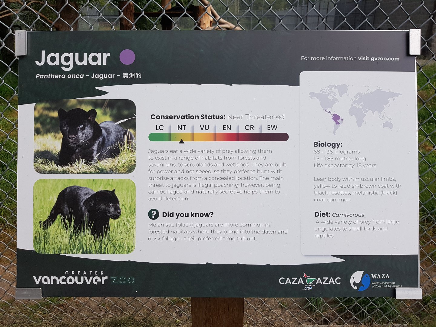 Jaguar Sign