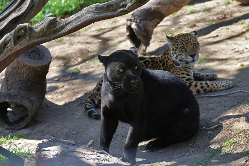 jaguar sisters