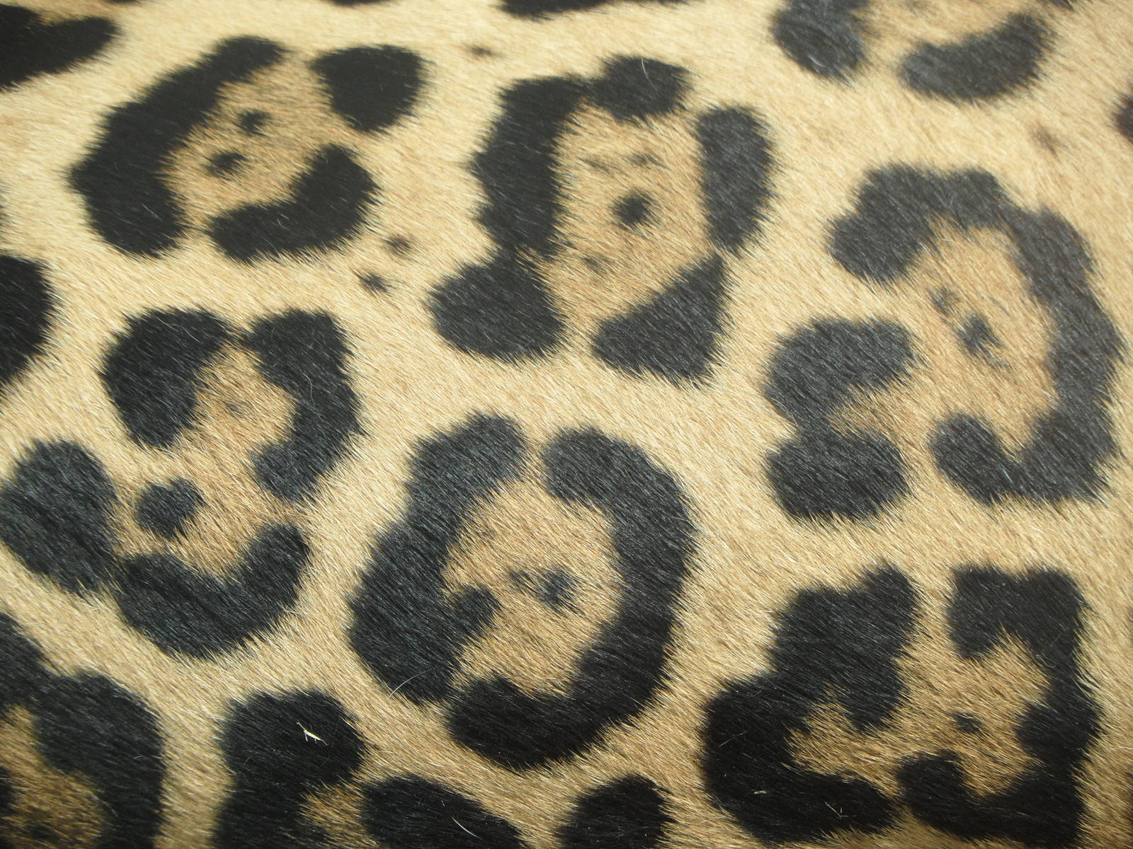 Jaguar skin