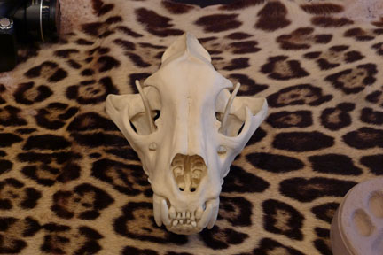 jaguar skull and skin