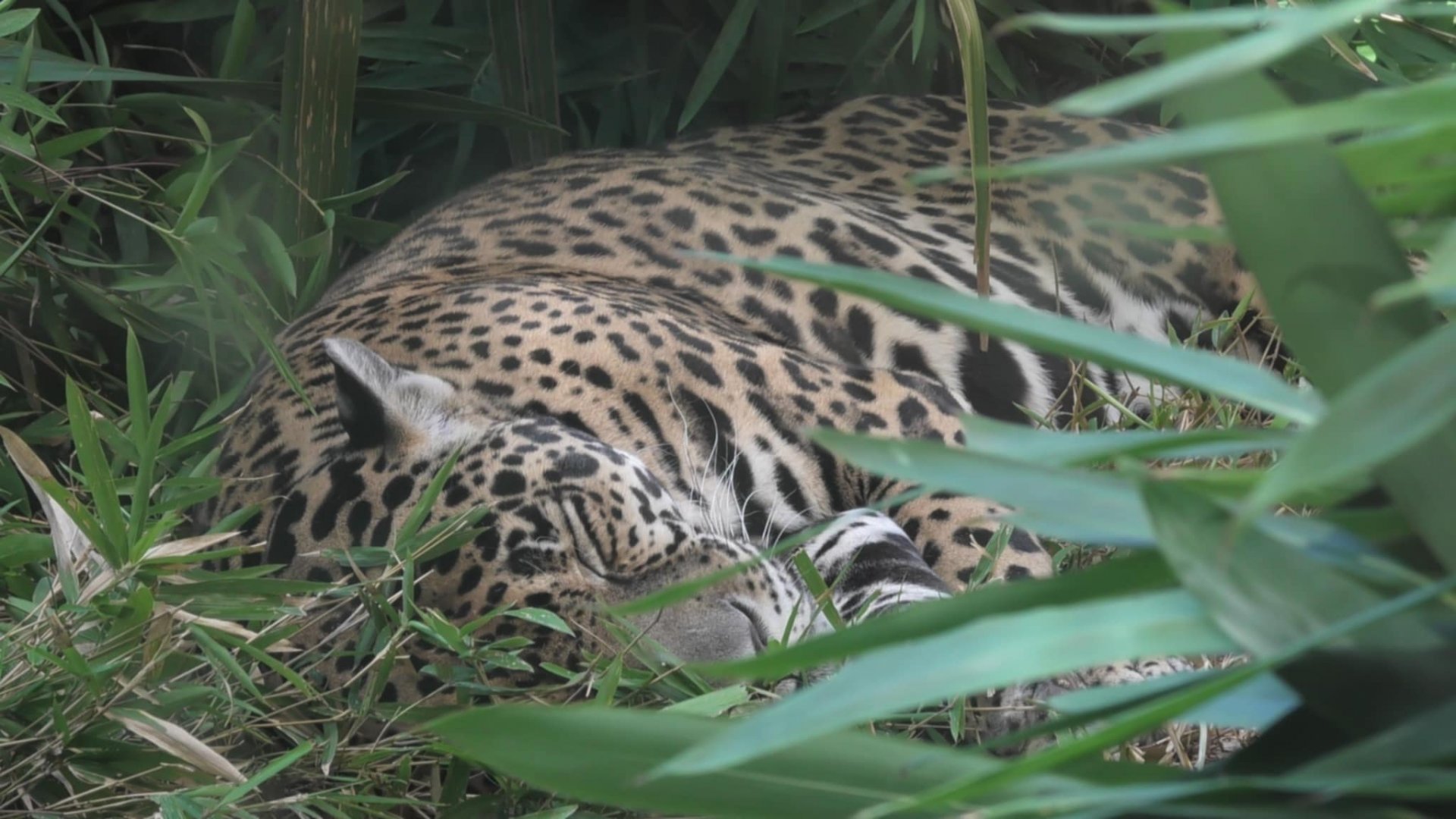 Jaguar sleeping