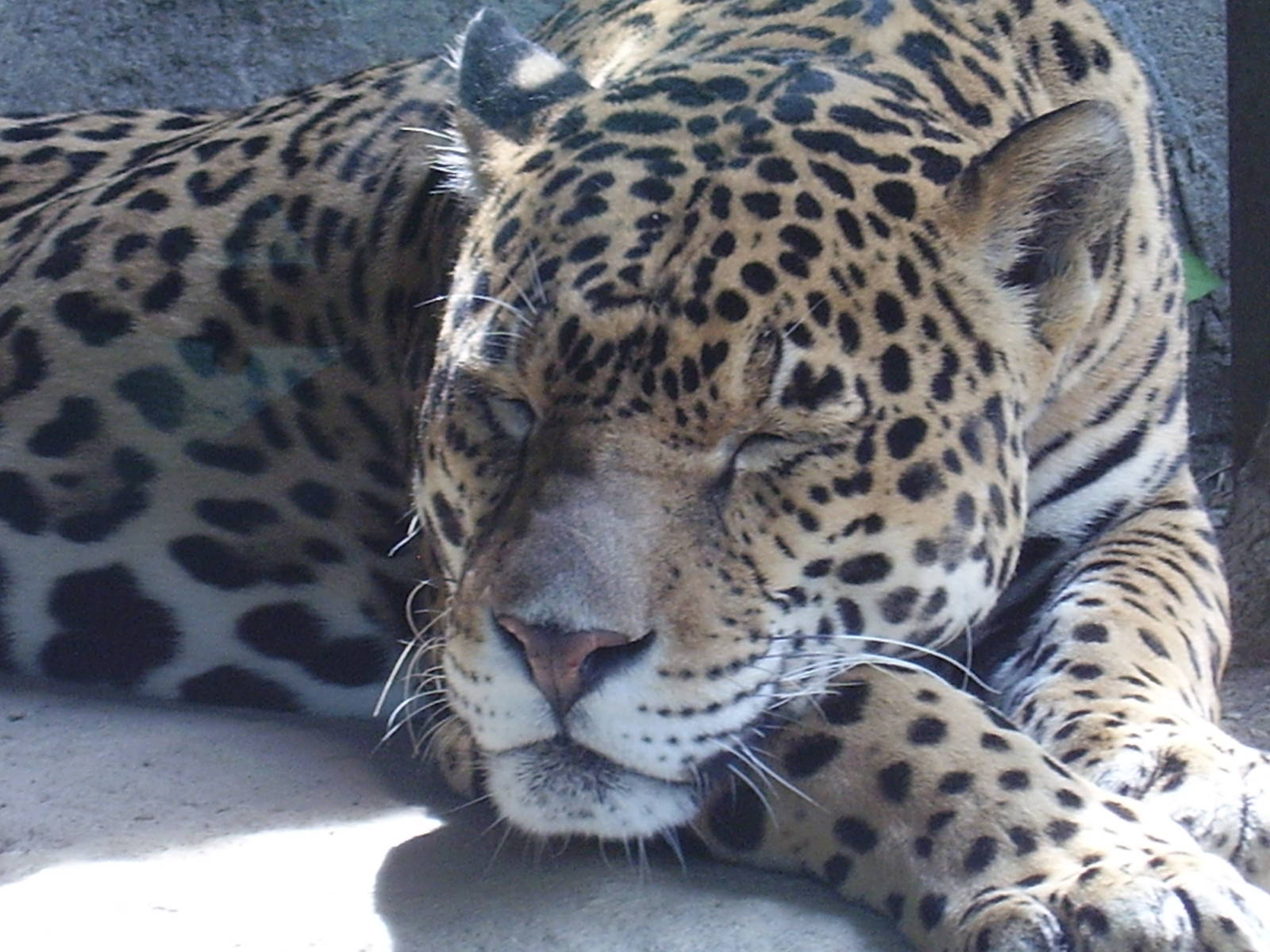 Jaguar - Stone Zoo JUN07 VI