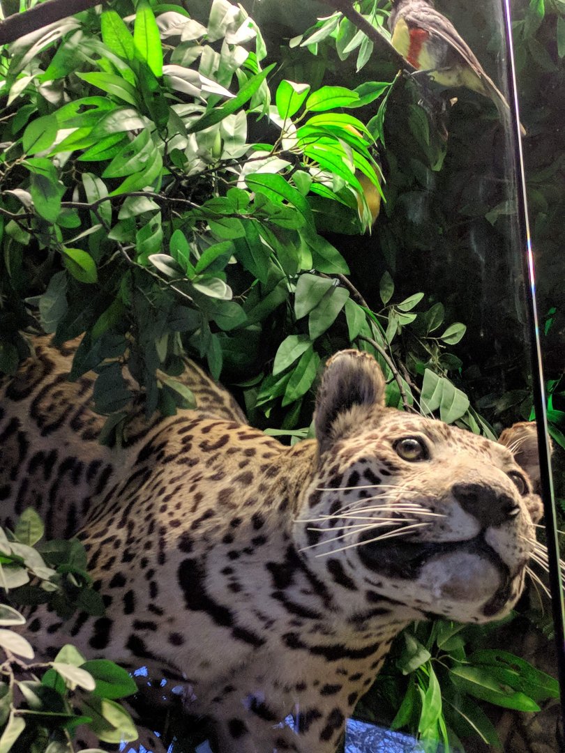 Jaguar Stuttgart Natural History Museum 2019