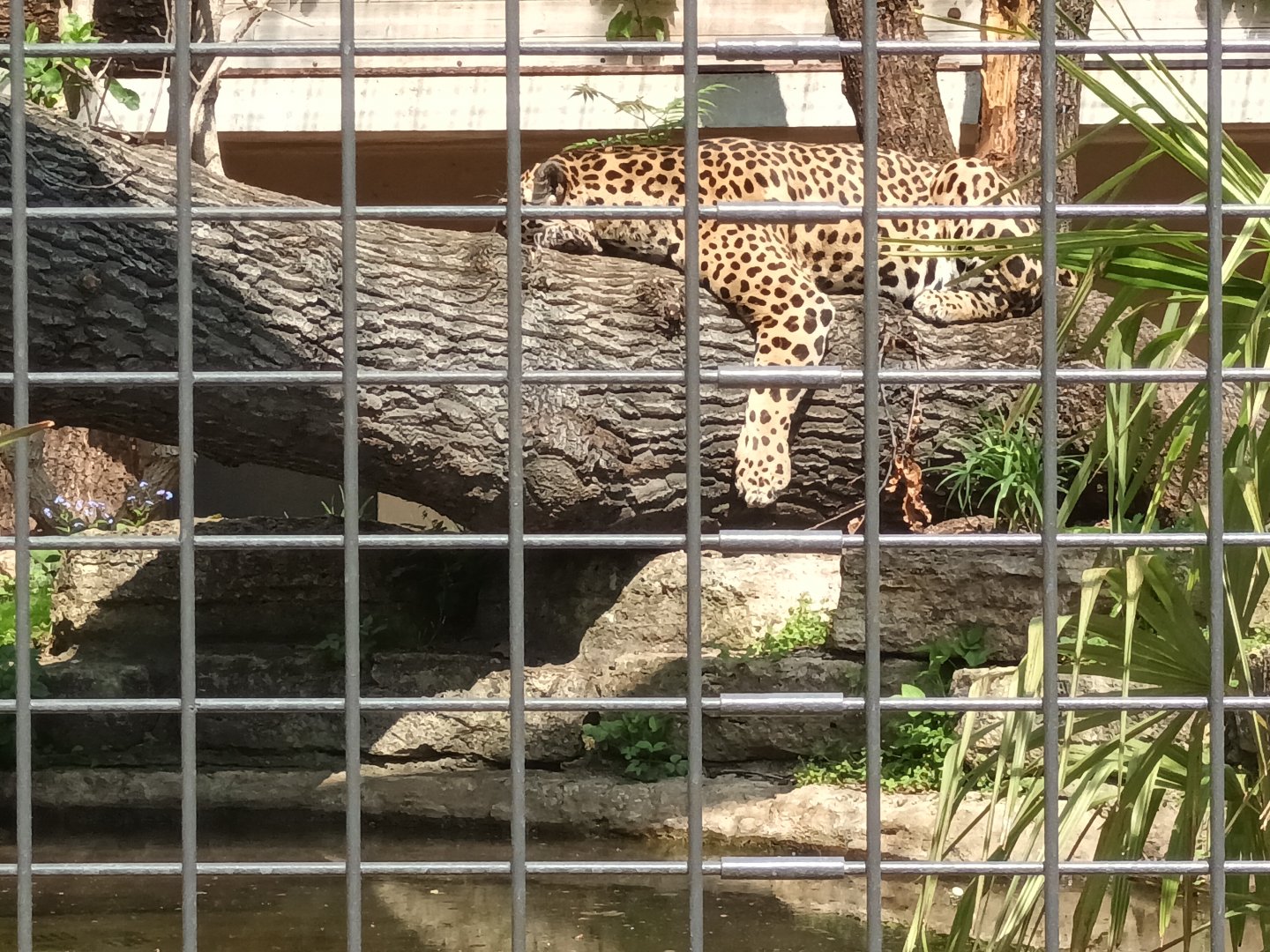 Jaguar taking a nap