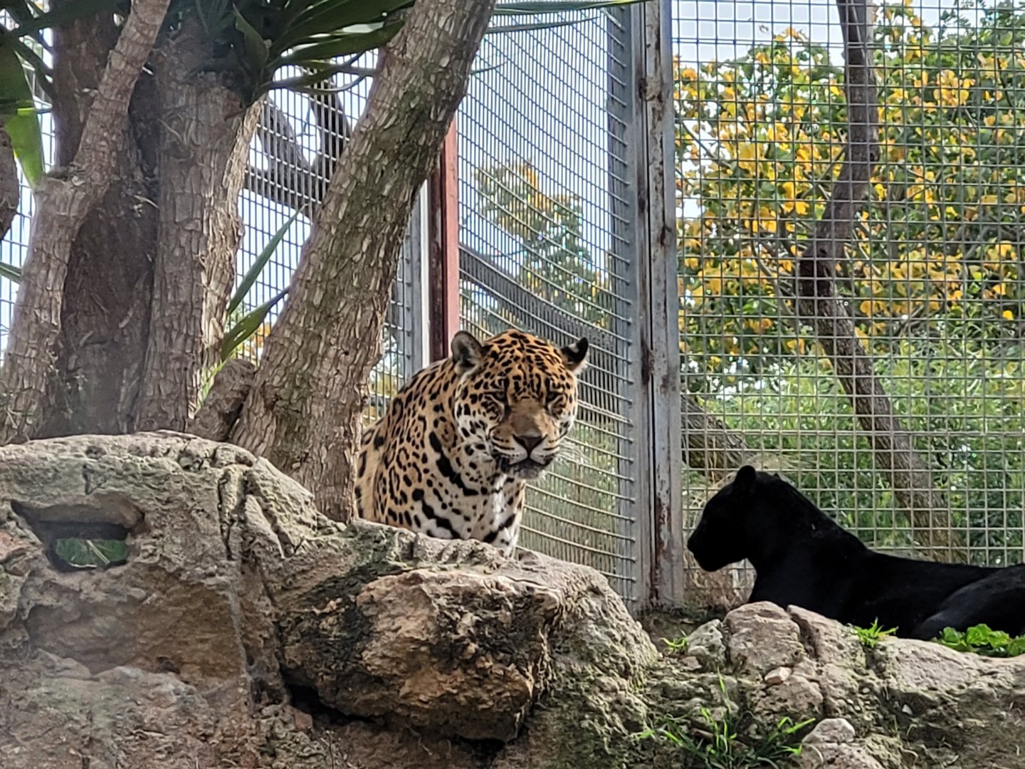 Jaguar -TerraNatura Benidorm (2022)