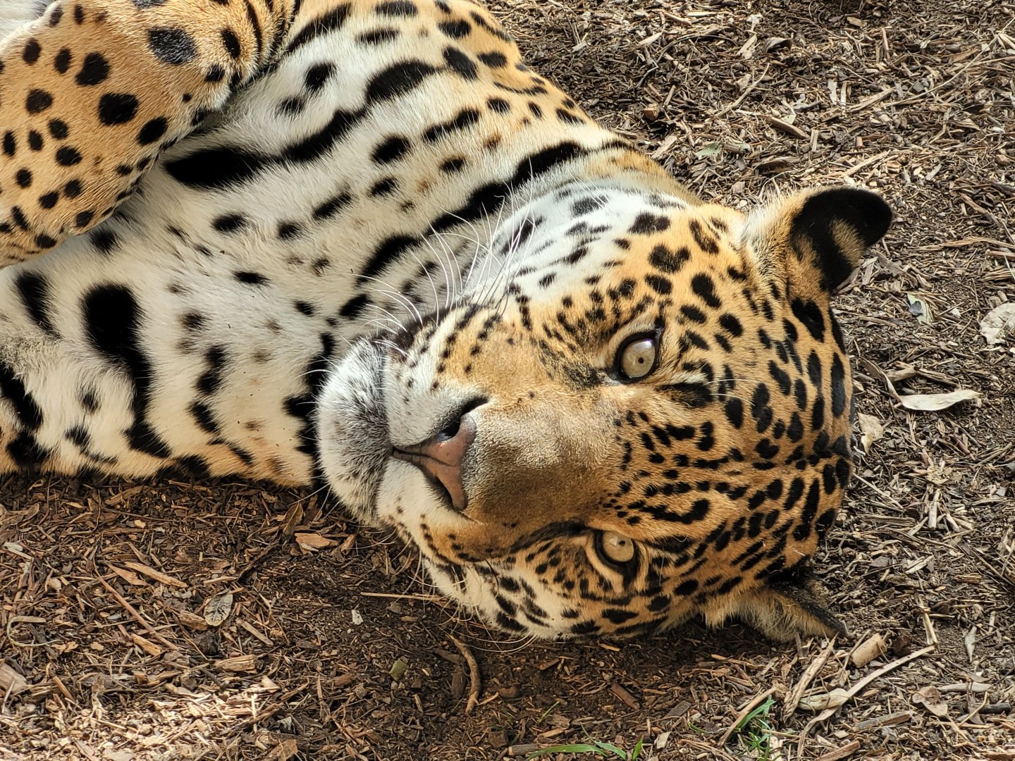 Jaguar -TerraNatura Benidorm (2022)