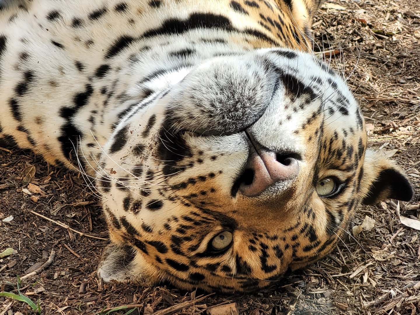 Jaguar -TerraNatura Benidorm (2022)