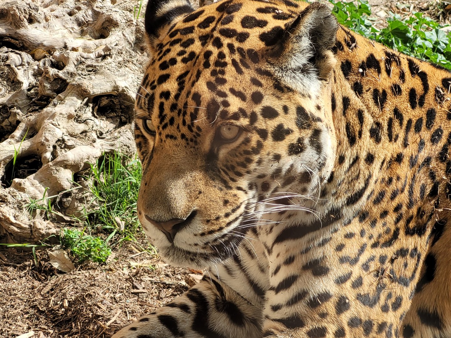 Jaguar -TerraNatura Benidorm (2022)