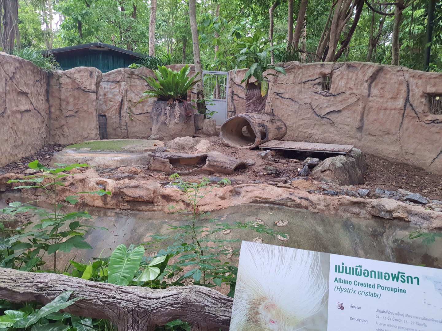 Jaguar Trail- Albino porcupine exhibit