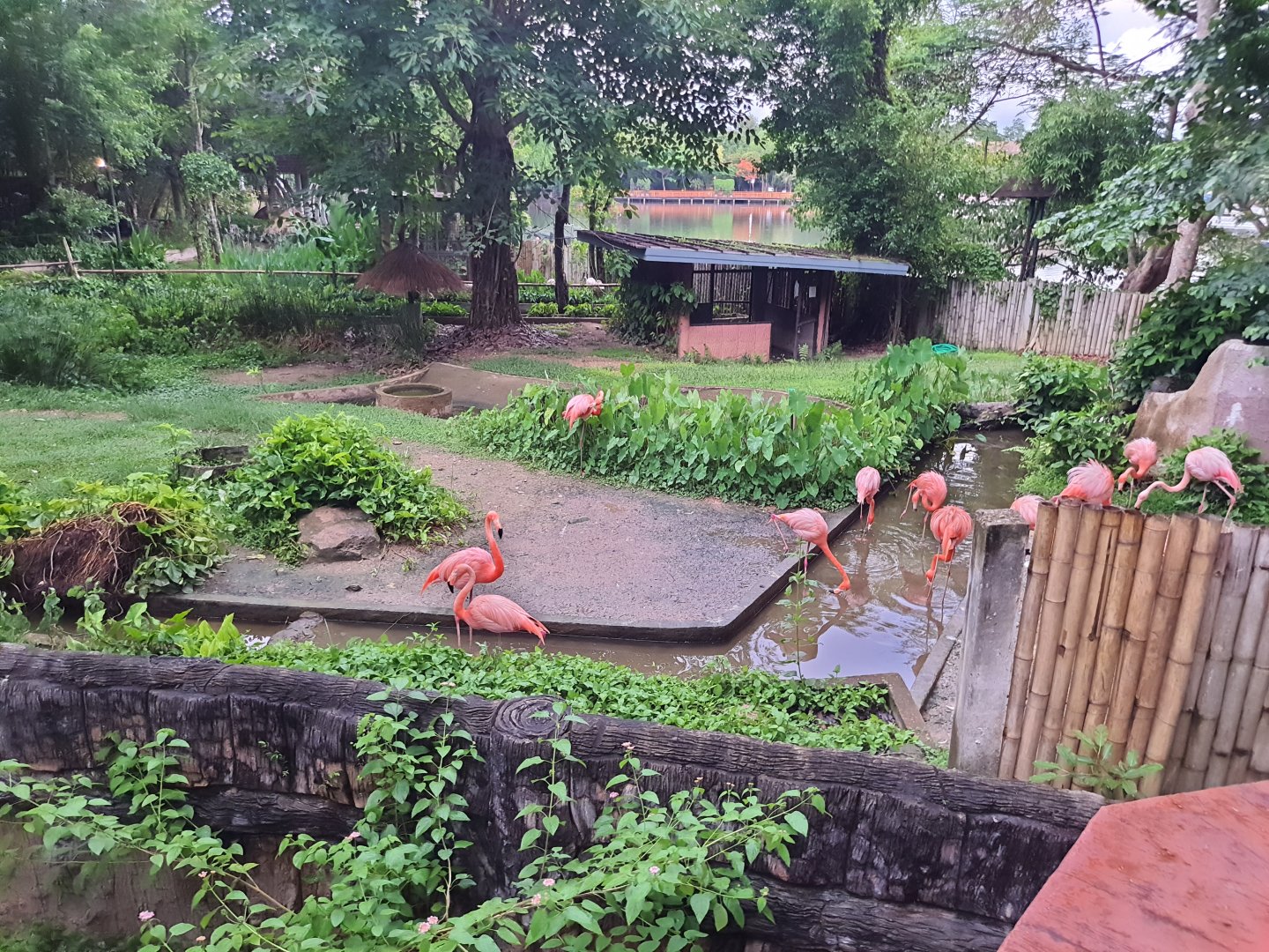 Jaguar Trail- American flamingoes
