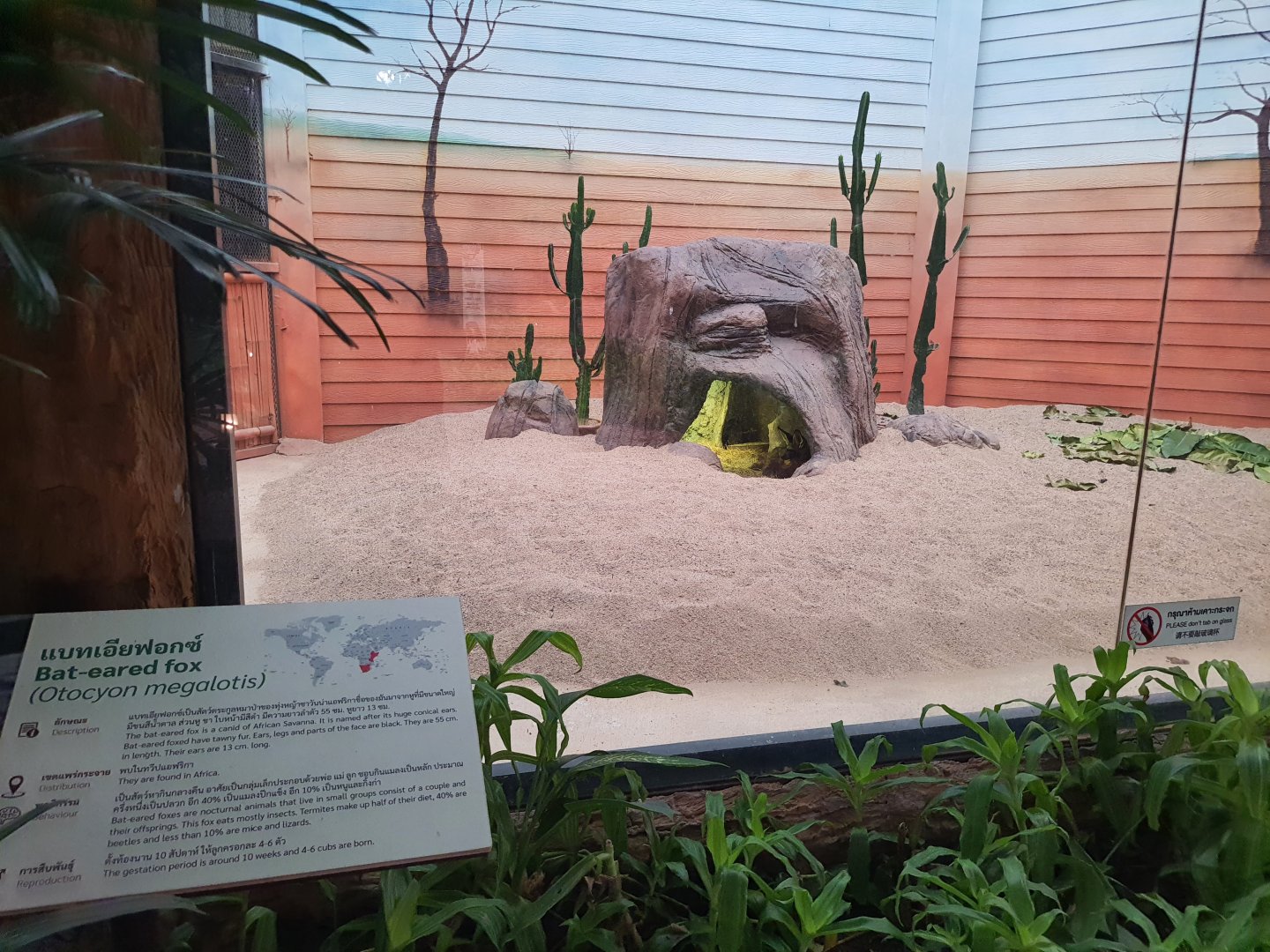 Jaguar Trail- Bat Eared Fox exhibit