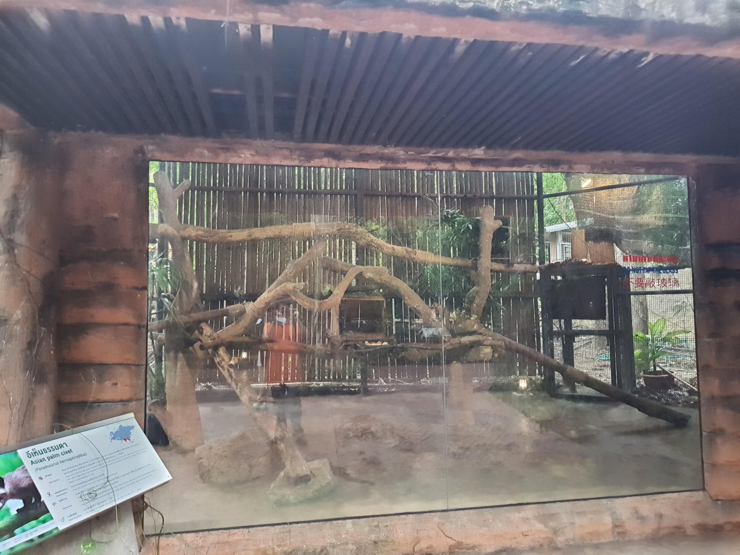 Jaguar Trail- Common Palm civet exhibit