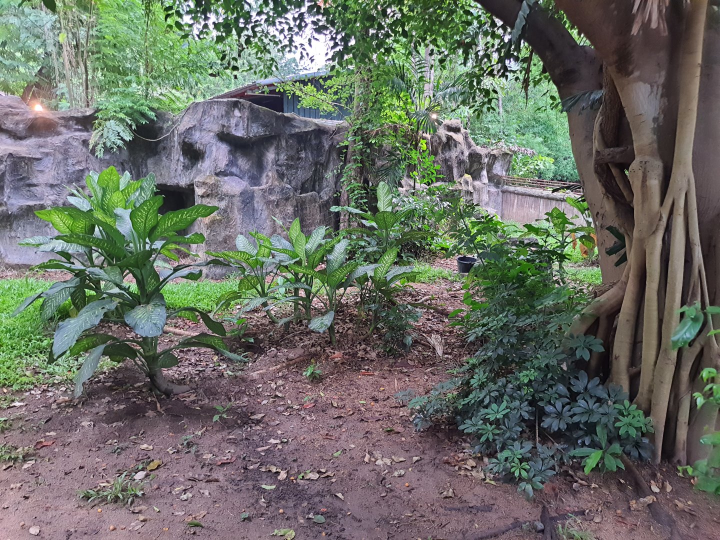 Jaguar Trail- Emu exhibit