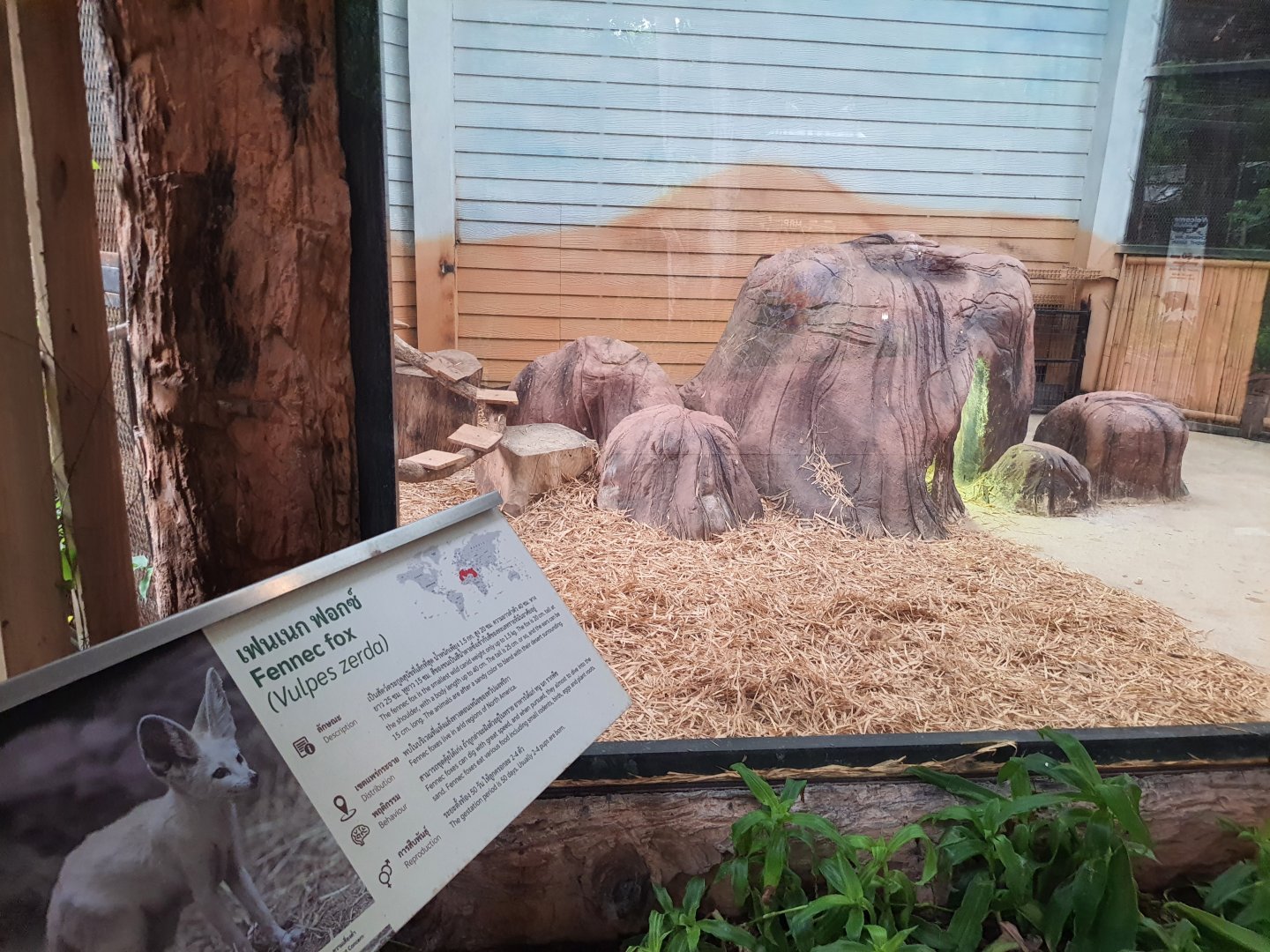 Jaguar Trail- Fennec fox exhibit