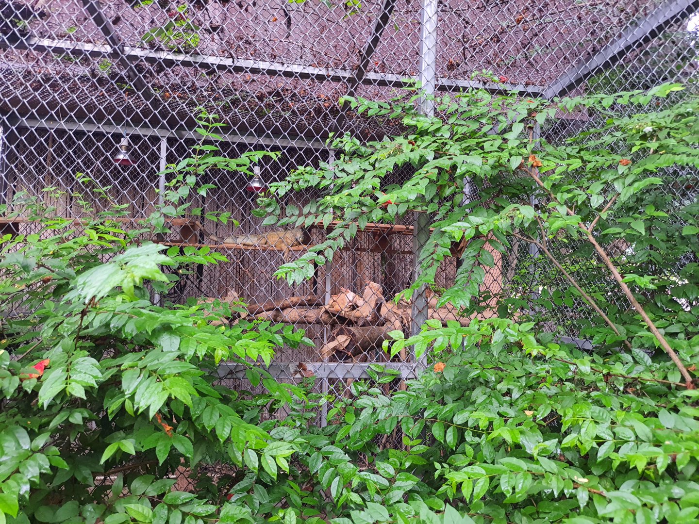 Jaguar Trail- Green Iguana exhibit