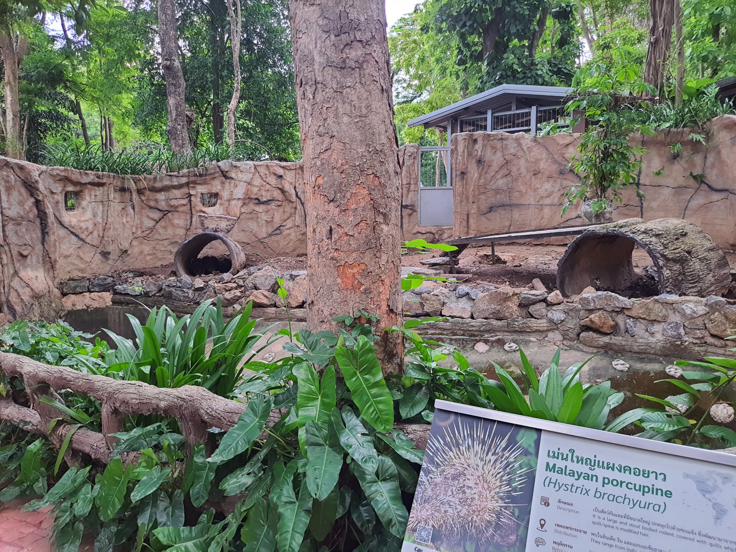 Jaguar Trail- Malayan Porcupine exhibit