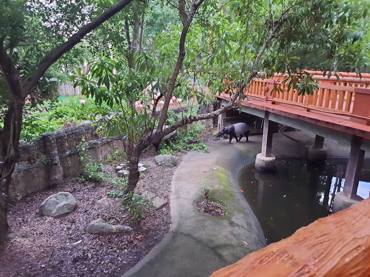Jaguar Trail- Malayan Tapir exhibit