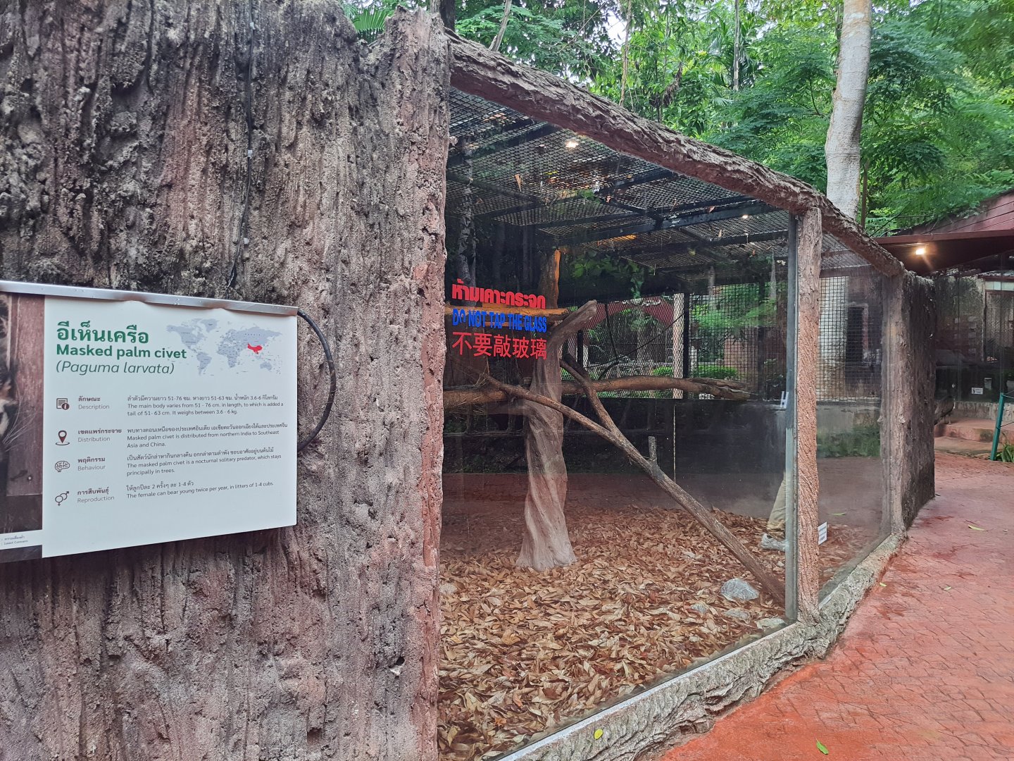 Jaguar Trail- Masked Palm Civet exhibit