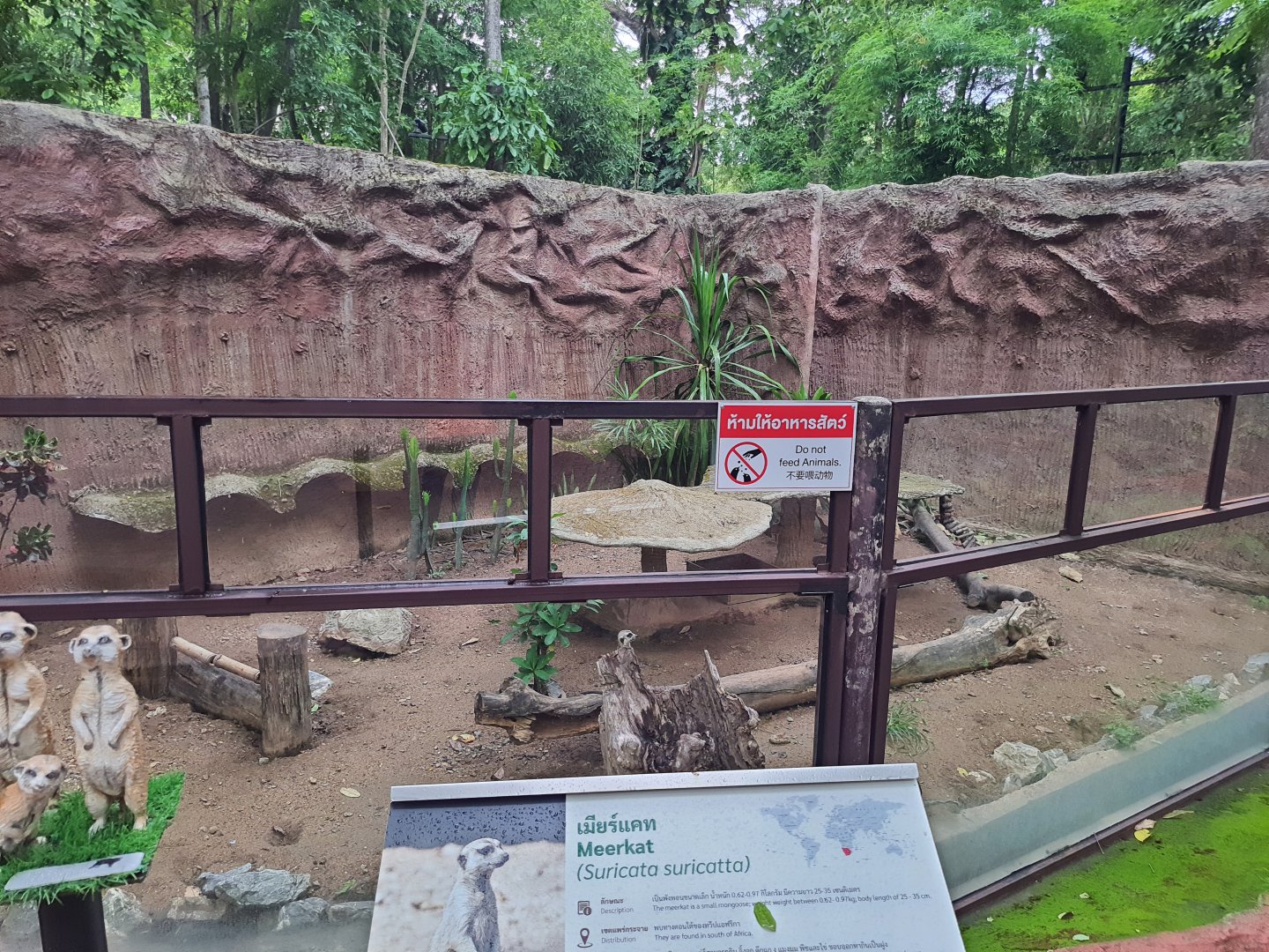 Jaguar Trail- Meerkat exhibit