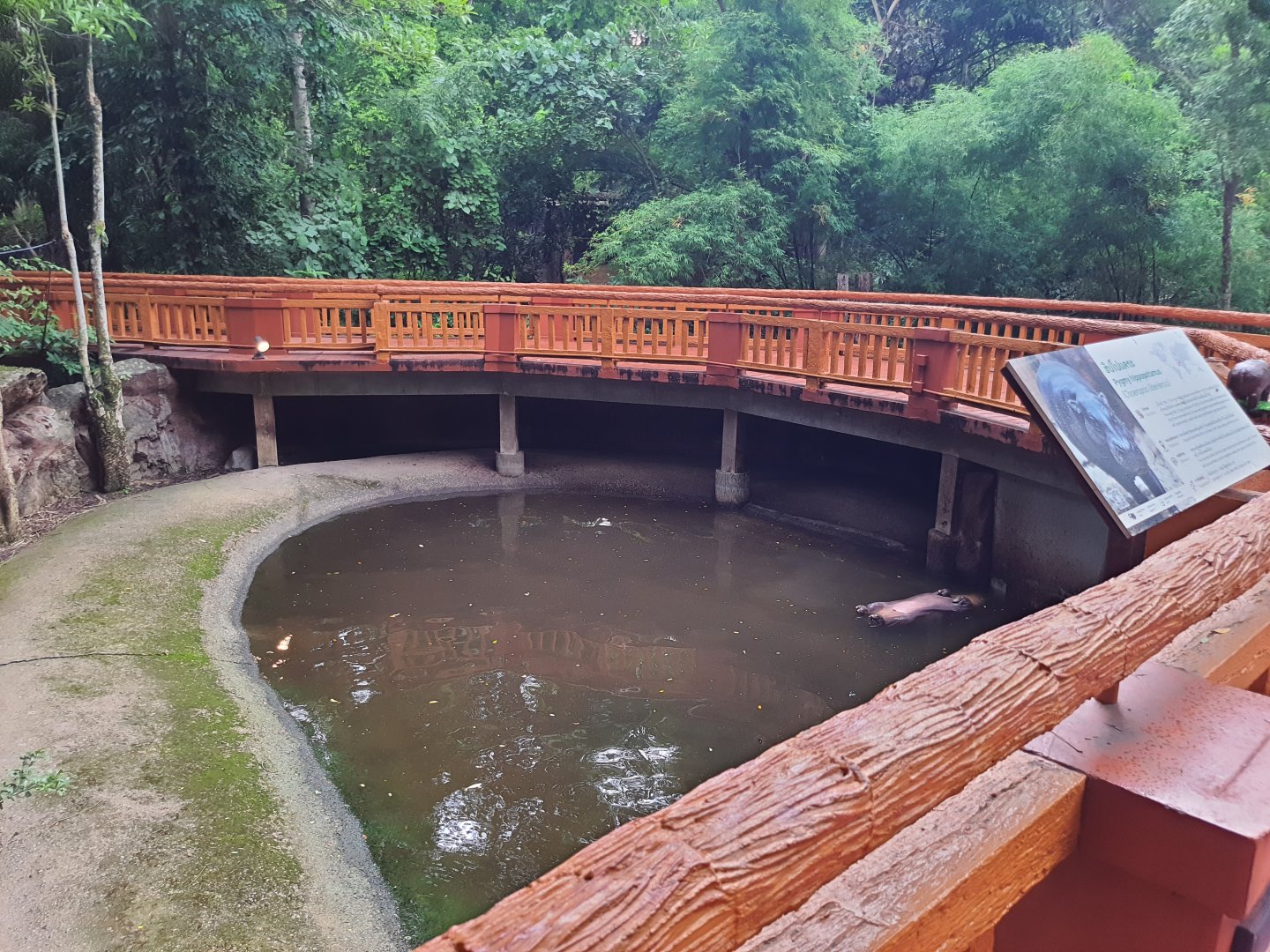 Jaguar Trail- Pygmy Hippopotamus Exhibit