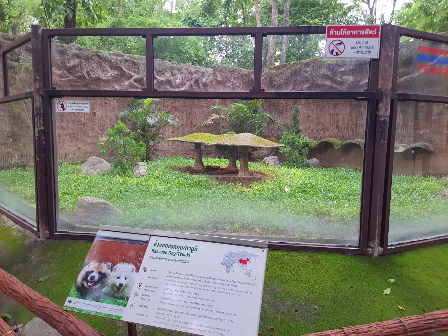 Jaguar Trail- Raccoon exhibit