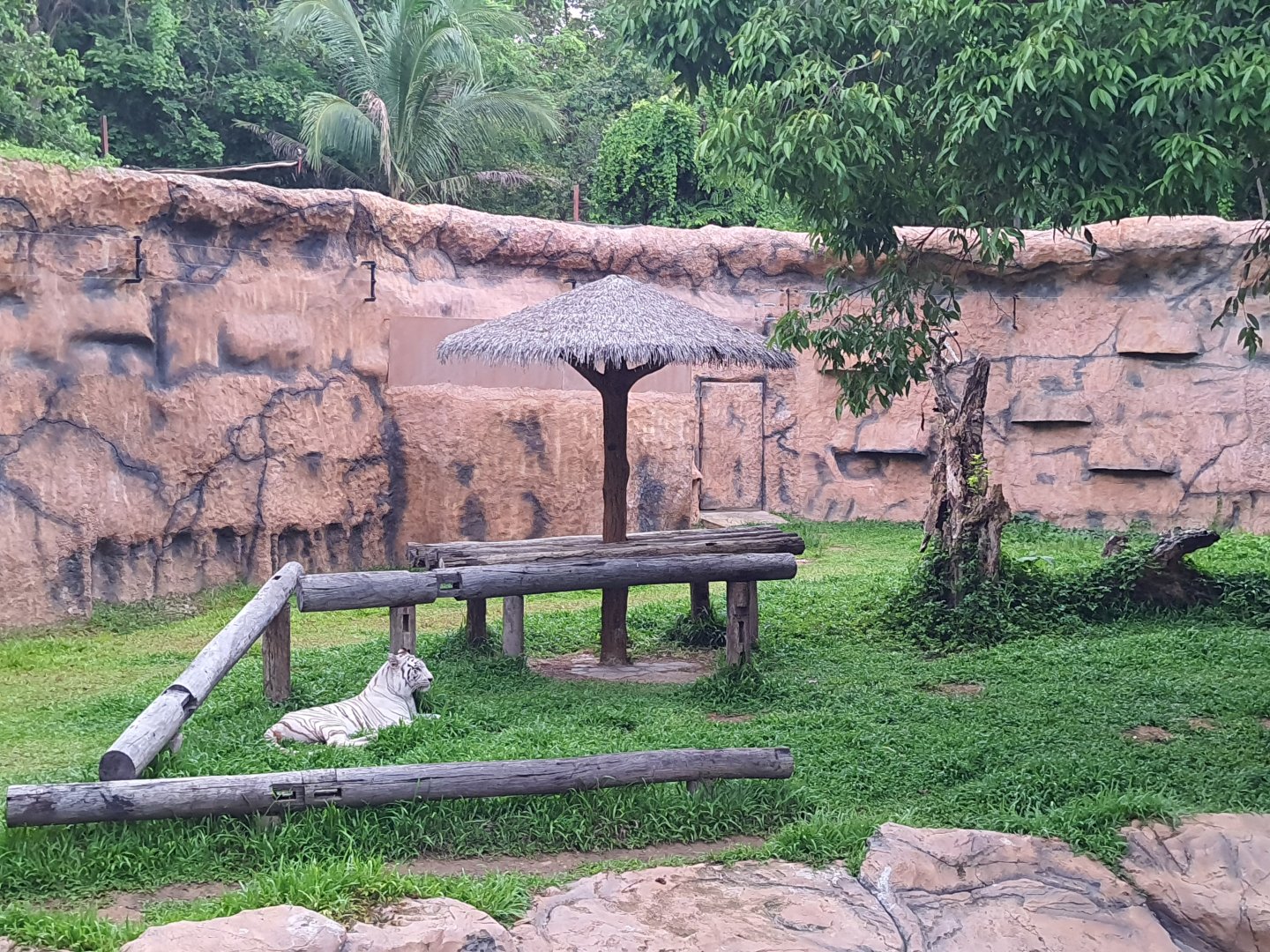 Jaguar Trail- White Tiger exhibit