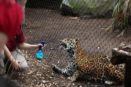 jaguar training session
