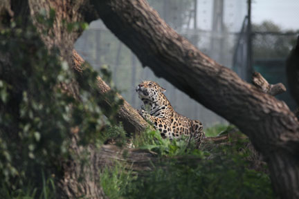 jaguar tree scratching
