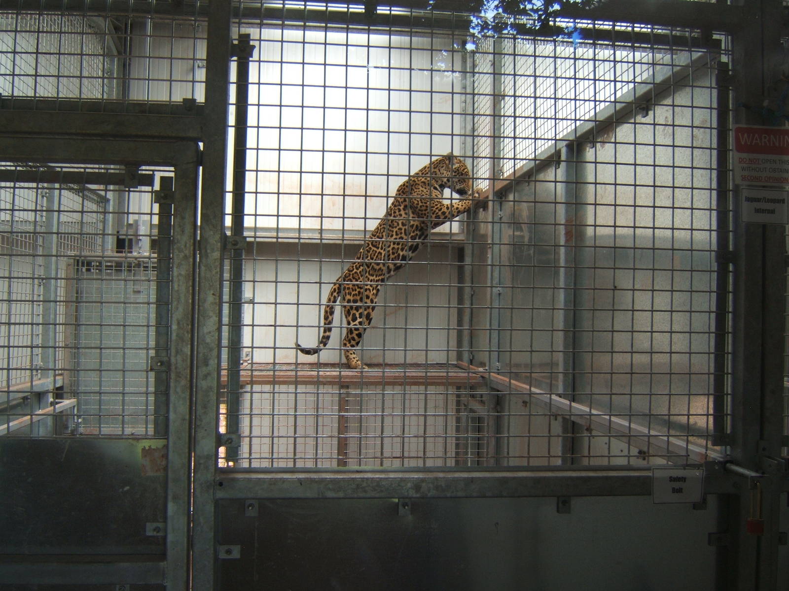 Jaguar trying to get alook at the Sri Lankan Leopards next door