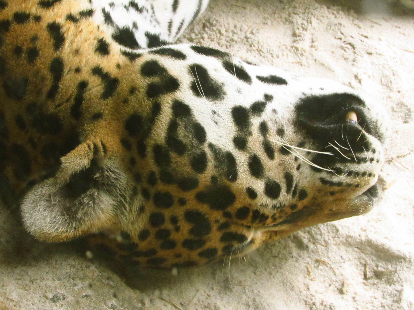 Jaguar Tuco Sleeping Closeup