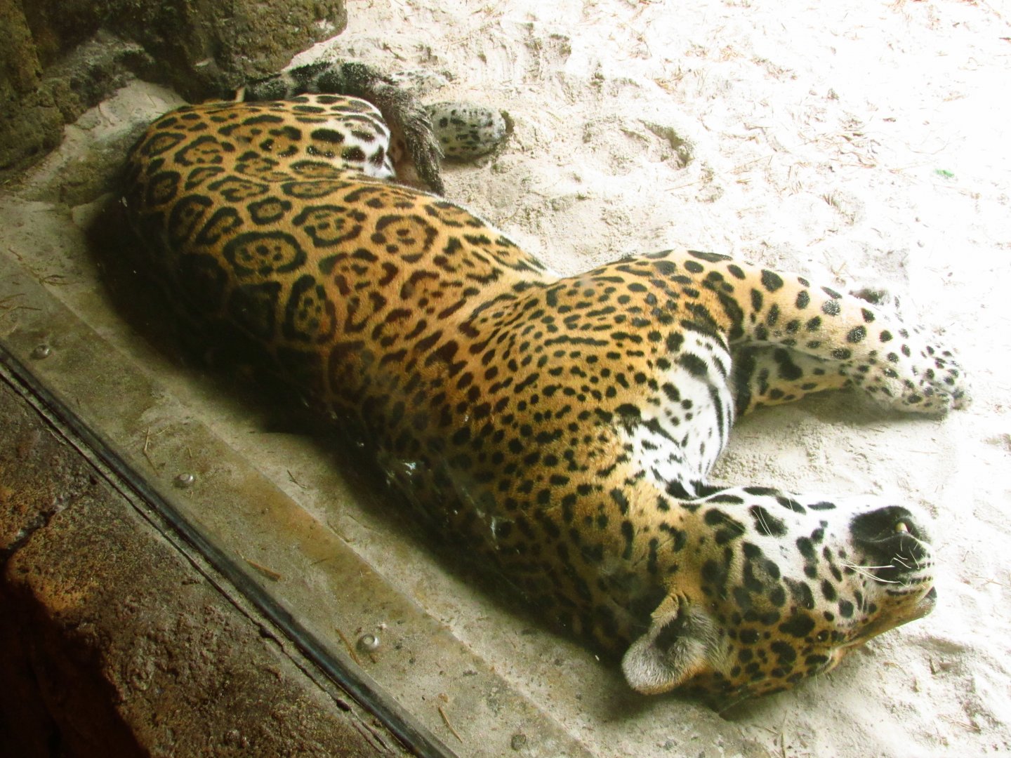 Jaguar Tuco Sleeping