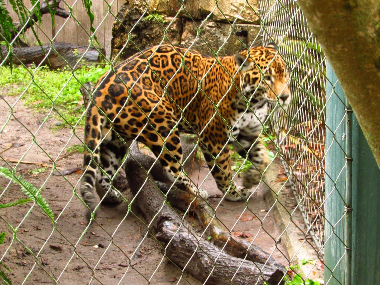 Jaguar Tuco