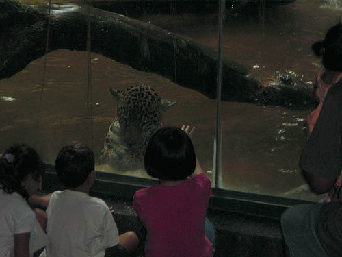Jaguar Up Close at Singapore Zoo