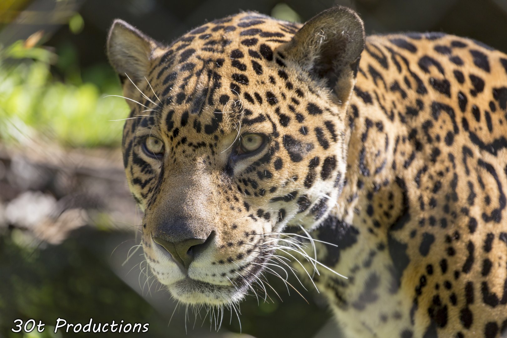 Jaguar up close