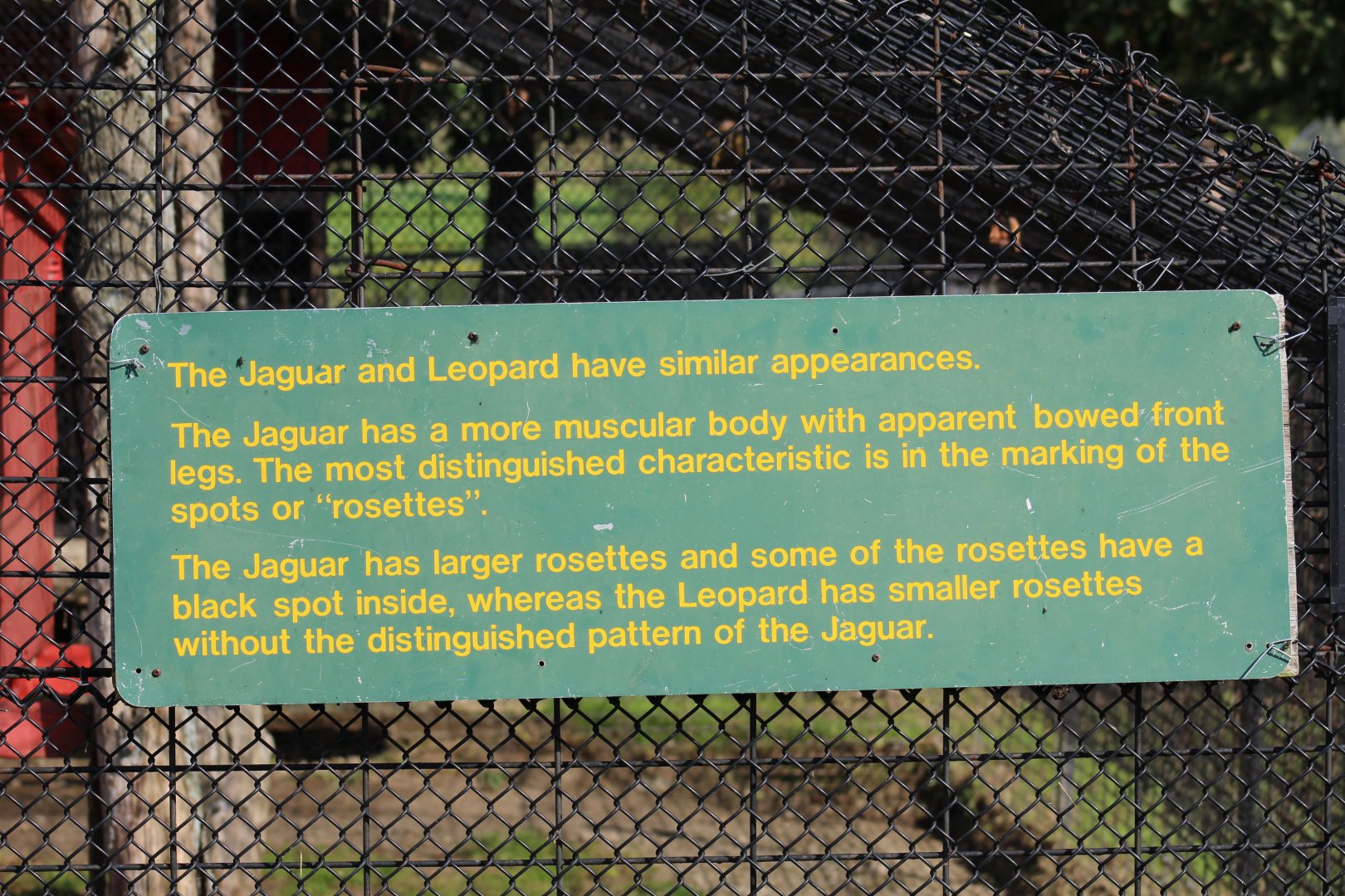 Jaguar v Leopard Sign