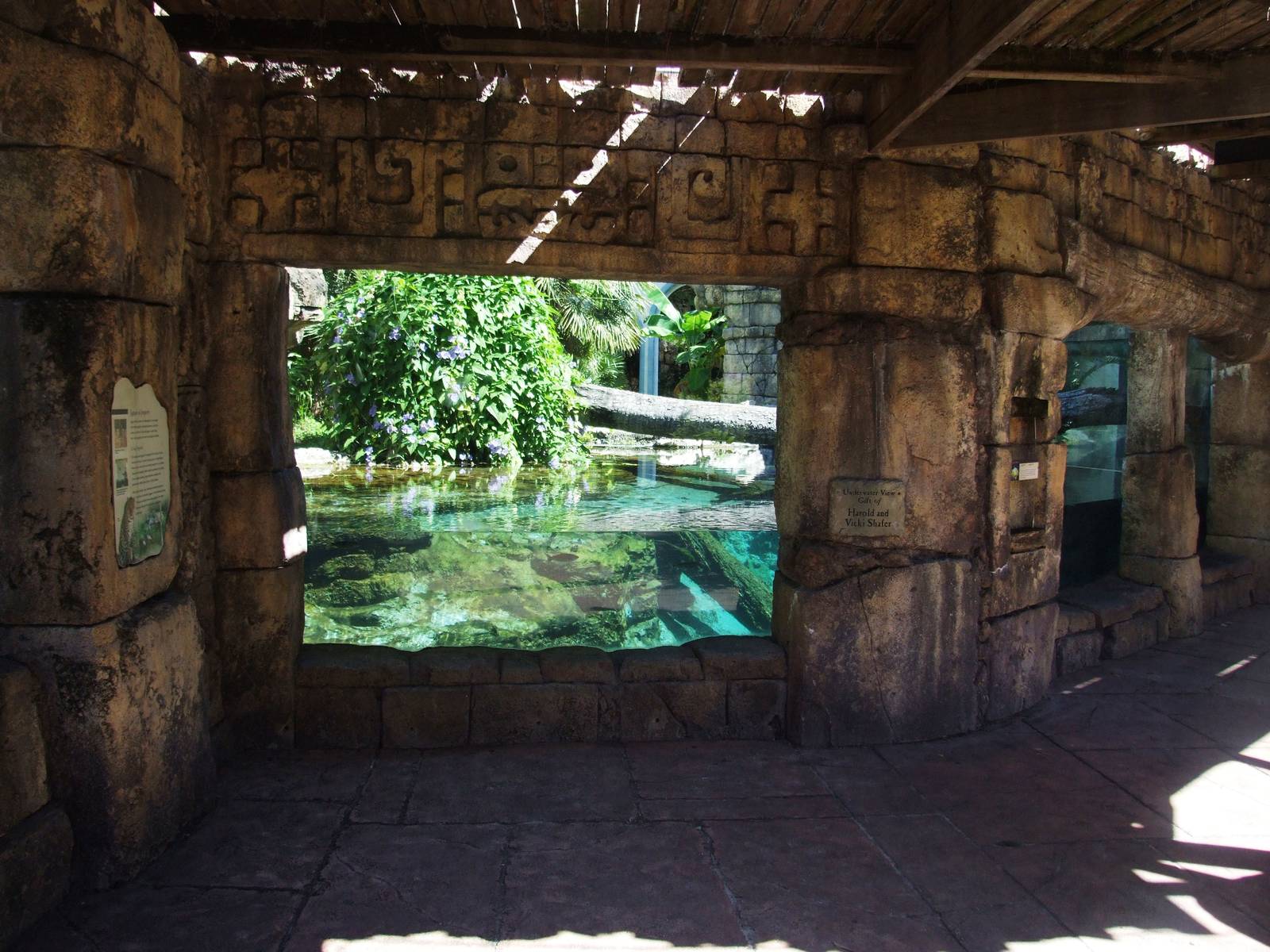 Jaguar Viewing at Jacksonville, 10/10/13