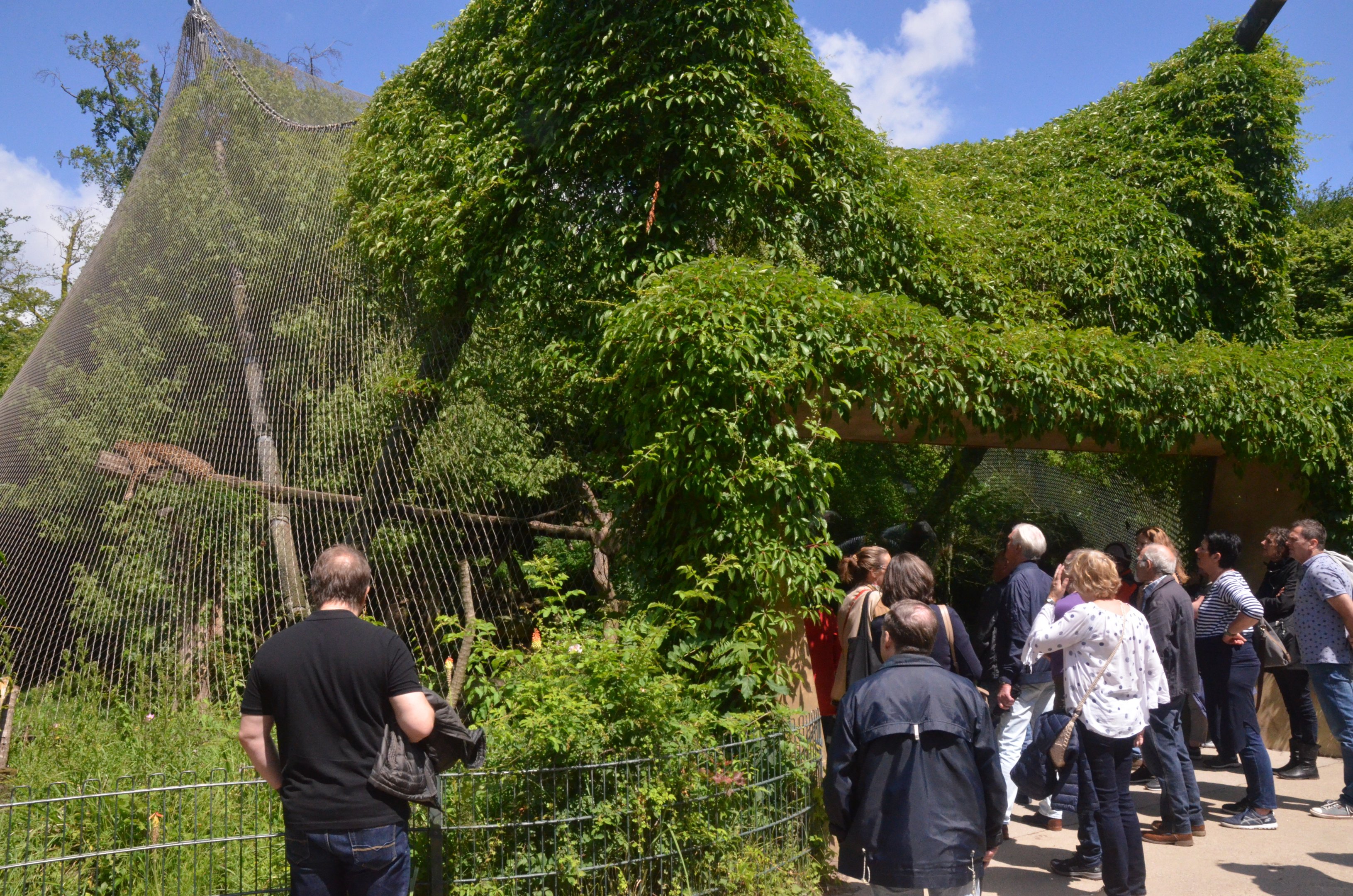Jaguar Viewing at Krefeld, 15/06/19