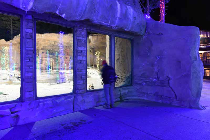 jaguar viewing at night